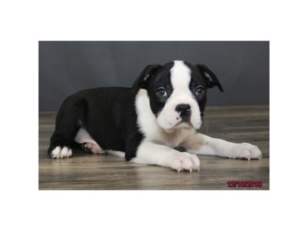 Boston Terrier DOG Male Black / White 8141 Petland Rome, Georgia