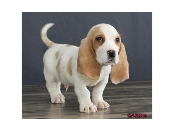 Basset Hound-DOG-Male-Apricot-8142-Petland Rome, Georgia