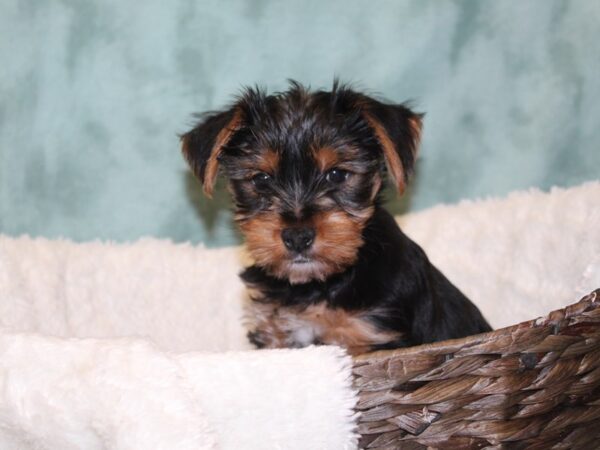 Yorkshire Terrier DOG Female BLK TAN 8136 Petland Rome, Georgia