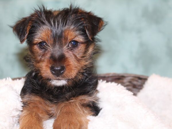 Yorkshire Terrier DOG Male BLK TAN 8139 Petland Rome, Georgia