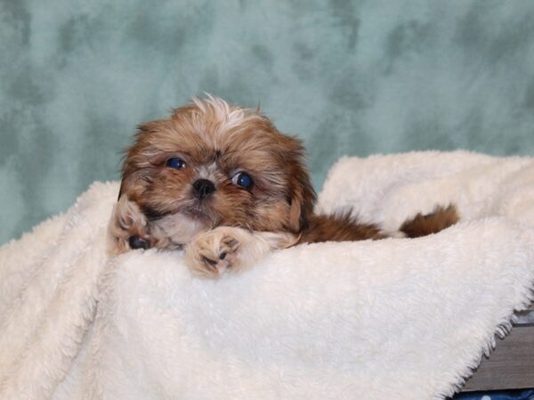 Teddy Bear DOG Male brown white 8140 Petland Rome, Georgia