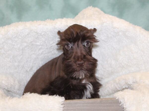 Mini Schnauzer-DOG-Male-LIVER-8137-Petland Rome, Georgia