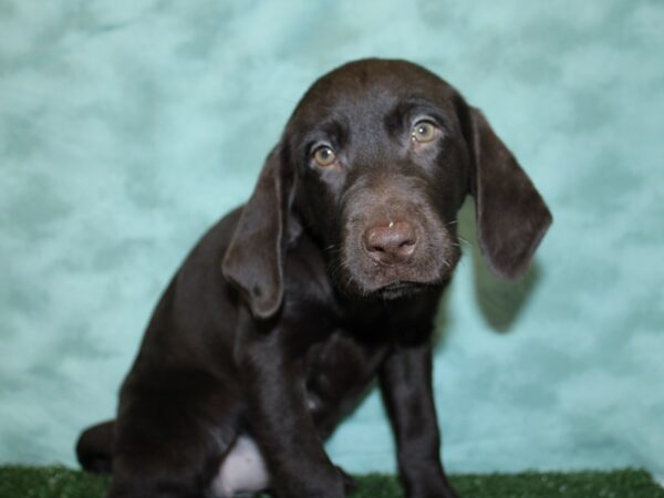 Labrador Retriever DOG Female Chocolate 18487 Petland Rome, Georgia