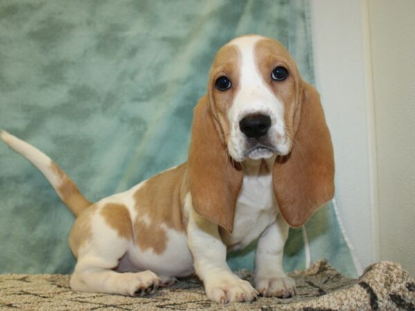 Basset Hound-DOG-Female-Apricot-18503-Petland Rome, Georgia