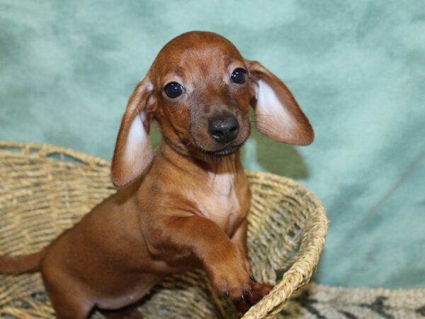 Dachshund-DOG-Female-Wild Boar-18504-Petland Rome, Georgia