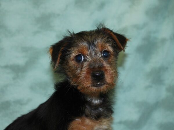 Yorkshire Terrier DOG Female BLK TAN 18500 Petland Rome, Georgia