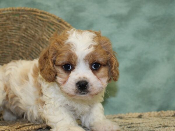 Cavachon DOG Male Blenheim 18502 Petland Rome, Georgia