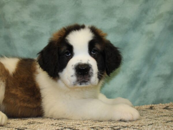 Saint Bernard DOG Male Sable & White 18499 Petland Rome, Georgia