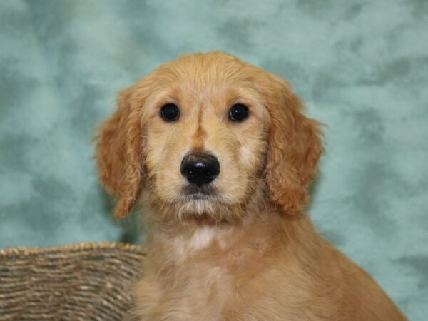 Goldendoodle DOG Male Red 18496 Petland Rome, Georgia