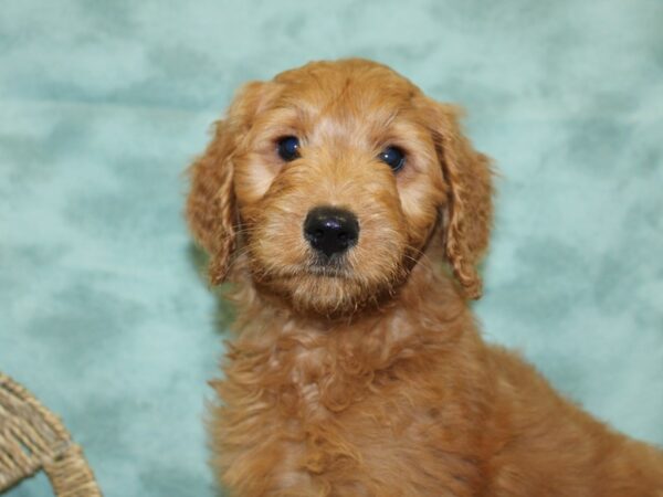 Goldendoodle DOG Female Red 18495 Petland Rome, Georgia