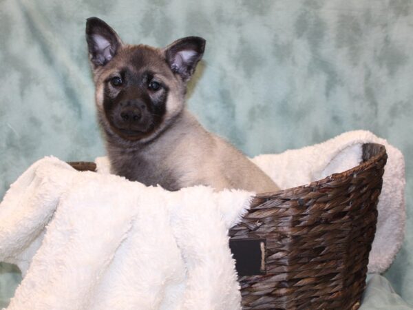 Norwegian Elkhound DOG Male Gray Black / Silver 8152 Petland Rome, Georgia