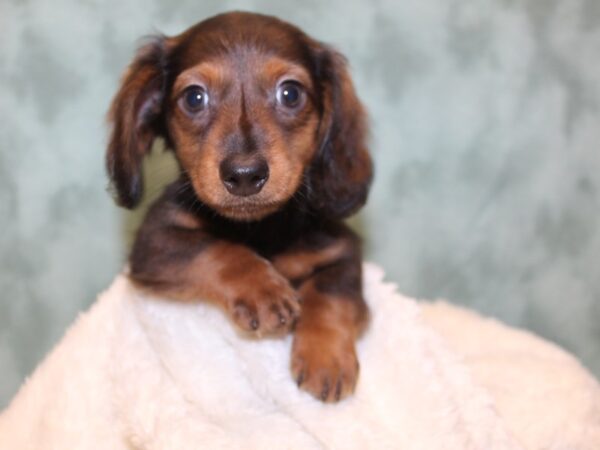 Dachshund-DOG-Male-RED-8151-Petland Rome, Georgia