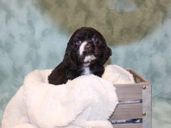 Cocker Spaniel DOG Female CHOC WHITE 8150 Petland Rome, Georgia