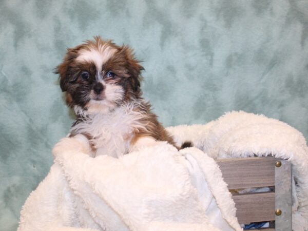 Shih Tzu DOG Female BROWN WHITE 8149 Petland Rome, Georgia