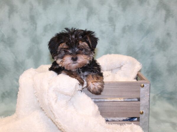 Morkie DOG Female BLK TAN 8147 Petland Rome, Georgia