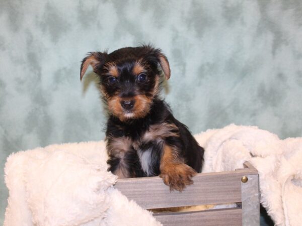 Yorkshire Terrier DOG Male BLK TAN 8145 Petland Rome, Georgia