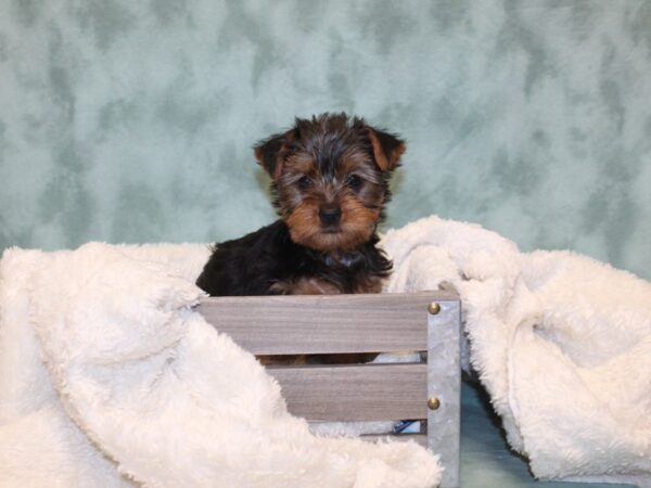 Yorkshire Terrier DOG Female BLK TAN 8144 Petland Rome, Georgia