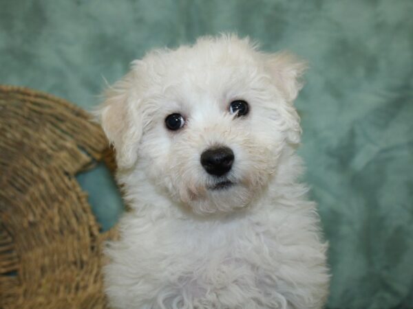 Bichon Frise DOG Female White 18507 Petland Rome, Georgia