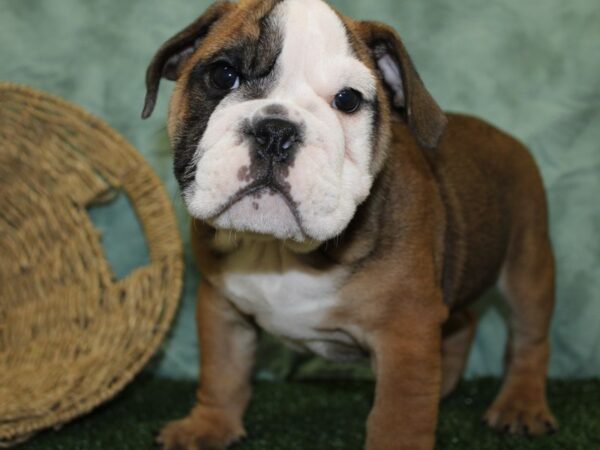 Bulldog DOG Male Sable / White 18508 Petland Rome, Georgia