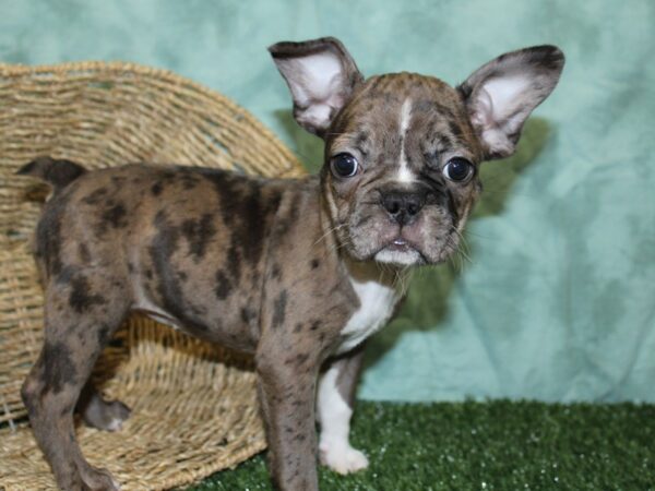 Frenchton-DOG-Female-BLUE MERLE-18513-Petland Rome, Georgia