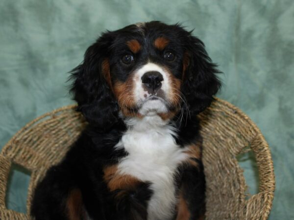 Mini Bernese-DOG-Male-Tri-18509-Petland Rome, Georgia