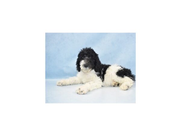 Standard Poodle DOG Male Black and White 18517 Petland Rome, Georgia