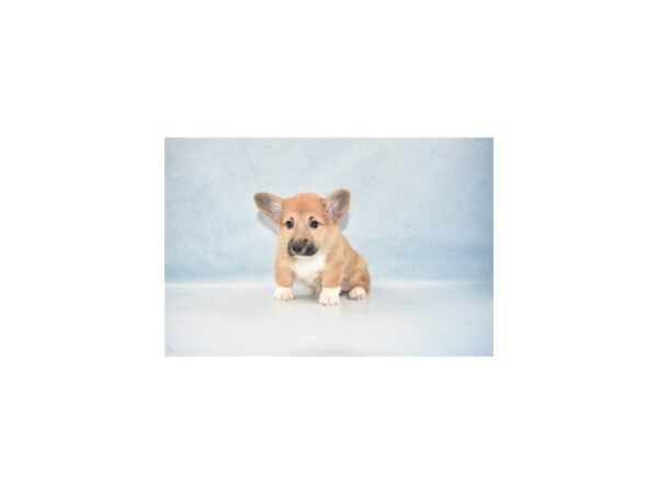 Pembroke Welsh Corgi DOG Male Red 18515 Petland Rome, Georgia