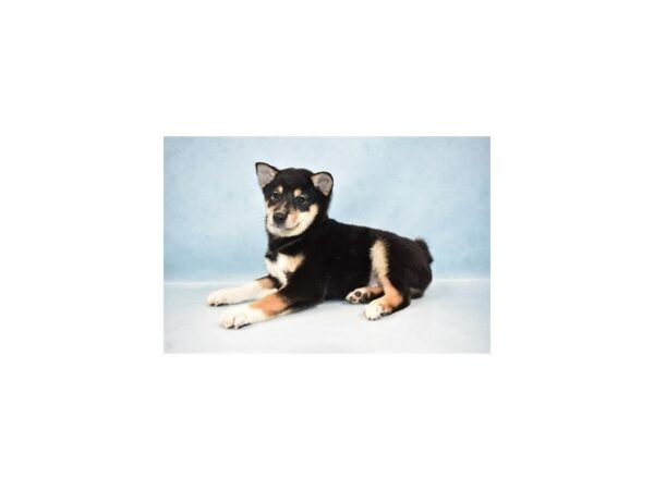 Shiba Inu DOG Male Black and Tan 18516 Petland Rome, Georgia