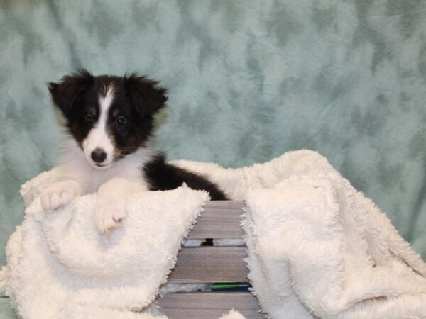 Shetland Sheepdog-DOG-Male-Black White and Tan-8171-Petland Rome, Georgia