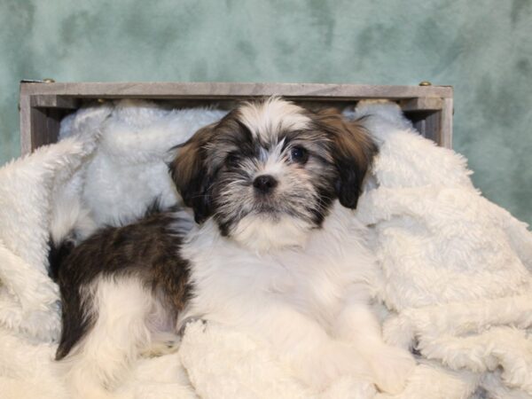 Lhasa Apso-DOG-Male-Grizzle-8170-Petland Rome, Georgia