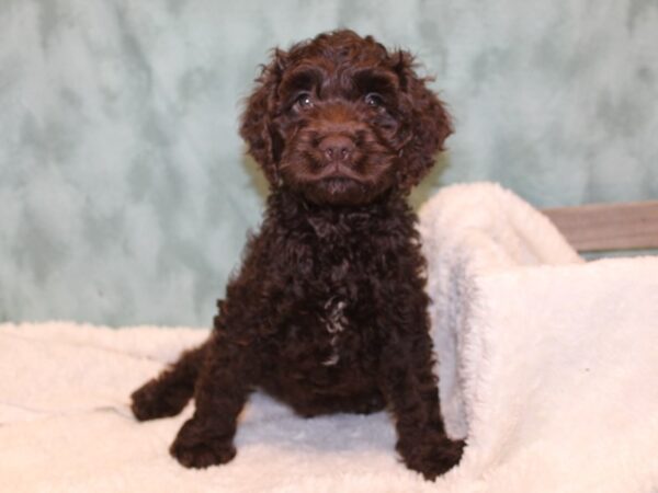 Cockapoo-DOG-Male-Brown-8169-Petland Rome, Georgia