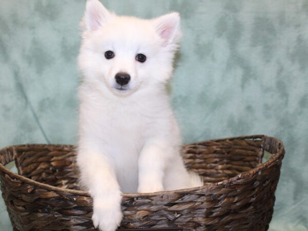 American Eskimo DOG Male White 8167 Petland Rome, Georgia