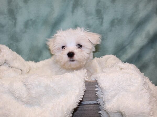 Maltese DOG Male White 8166 Petland Rome, Georgia