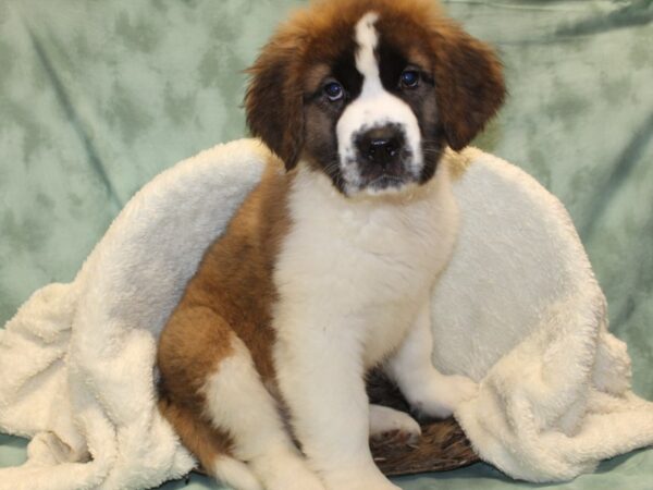 Saint Bernard DOG Male Sable & White 8161 Petland Rome, Georgia