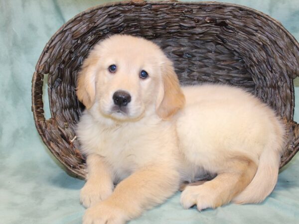 Golden Retriever DOG Male Light golden 8160 Petland Rome, Georgia