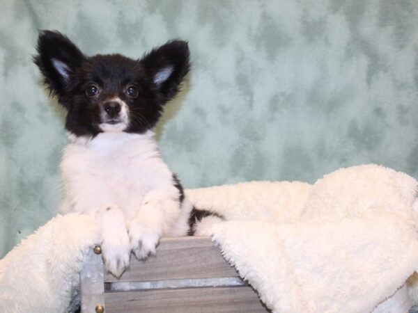 Papillon-DOG-Female-Black / White-8159-Petland Rome, Georgia