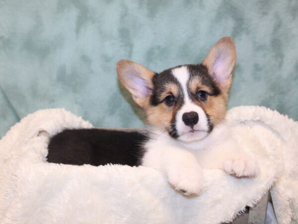 Pembroke Welsh Corgi DOG Male Black 8156 Petland Rome, Georgia