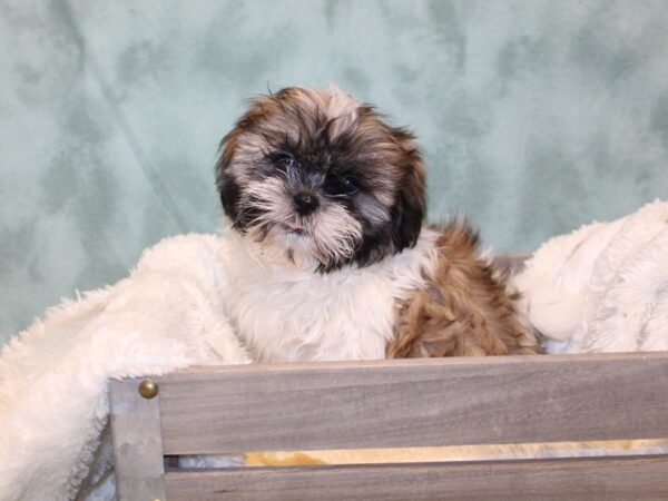 Shih Tzu DOG Male Chocolate / White 8155 Petland Rome, Georgia