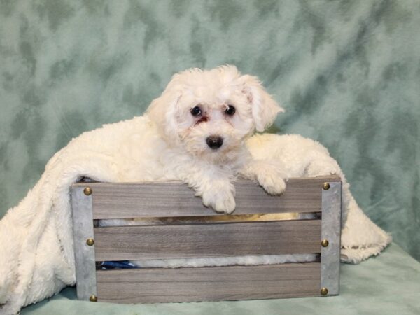 Bichon Frise DOG Female White 8154 Petland Rome, Georgia