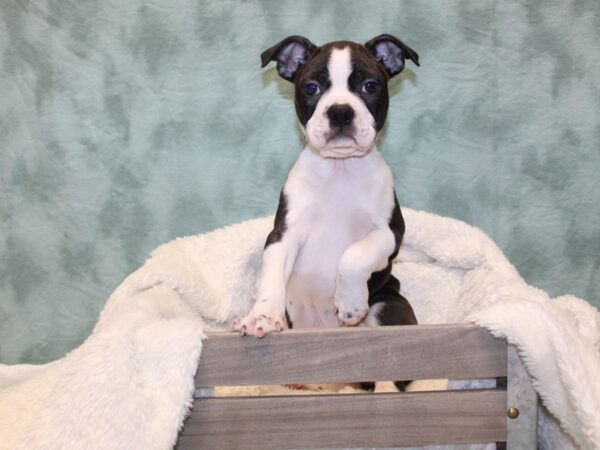 Boston Terrier DOG Female BLK WHT 8165 Petland Rome, Georgia