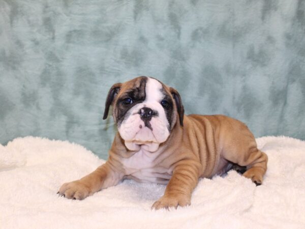 Bulldog-DOG-Male-Fawn / White-8153-Petland Rome, Georgia