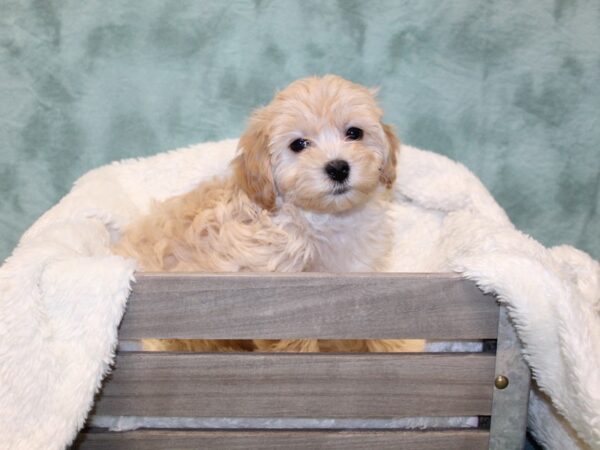 Bichapoo DOG Female RED 8162 Petland Rome, Georgia