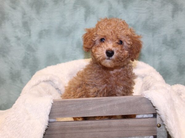 Poodle DOG Male RED 8163 Petland Rome, Georgia