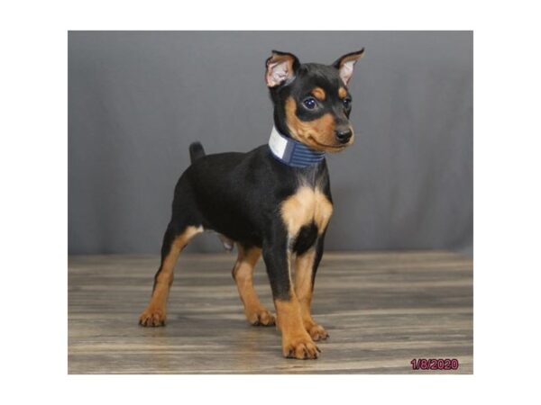 Miniature Pinscher DOG Male Black / Rust 8176 Petland Rome, Georgia