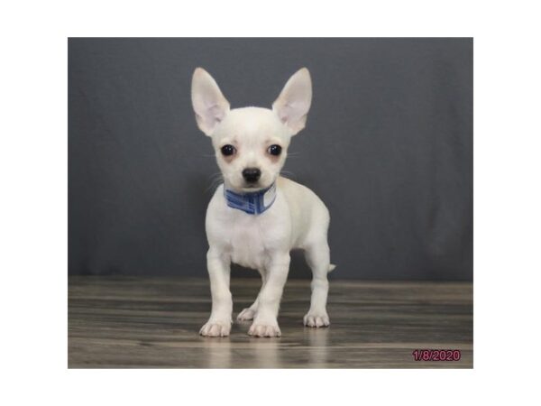 Chihuahua DOG Male Cream / White 8177 Petland Rome, Georgia