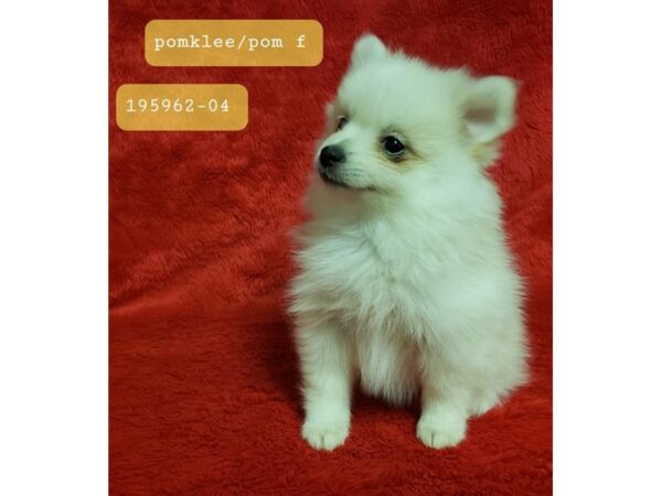 Alaskan Klee Kai/Pomeranian DOG Female Cream 8178 Petland Rome, Georgia