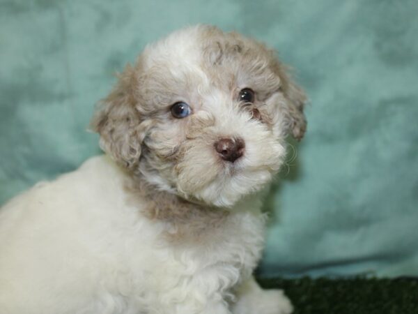 Bichapoo DOG Female CHOC MERLE 18520 Petland Rome, Georgia