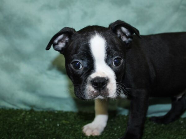 Boston Terrier DOG Male BLK WHT 18524 Petland Rome, Georgia