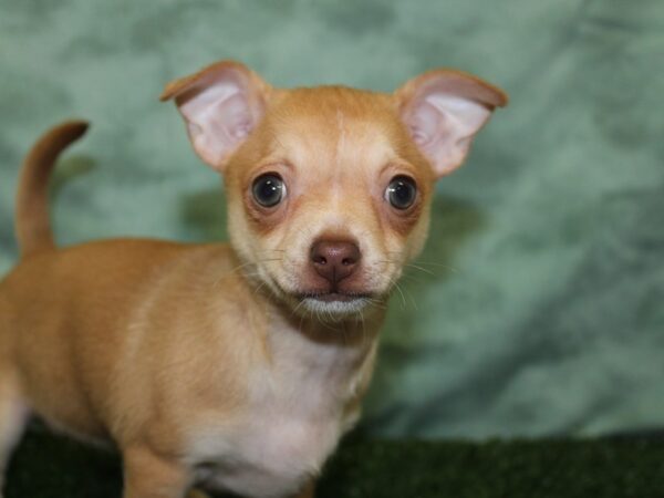 Chihuahua DOG Female Fawn 18526 Petland Rome, Georgia