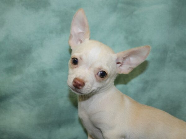 Chihuahua DOG Male Cream / White 18527 Petland Rome, Georgia